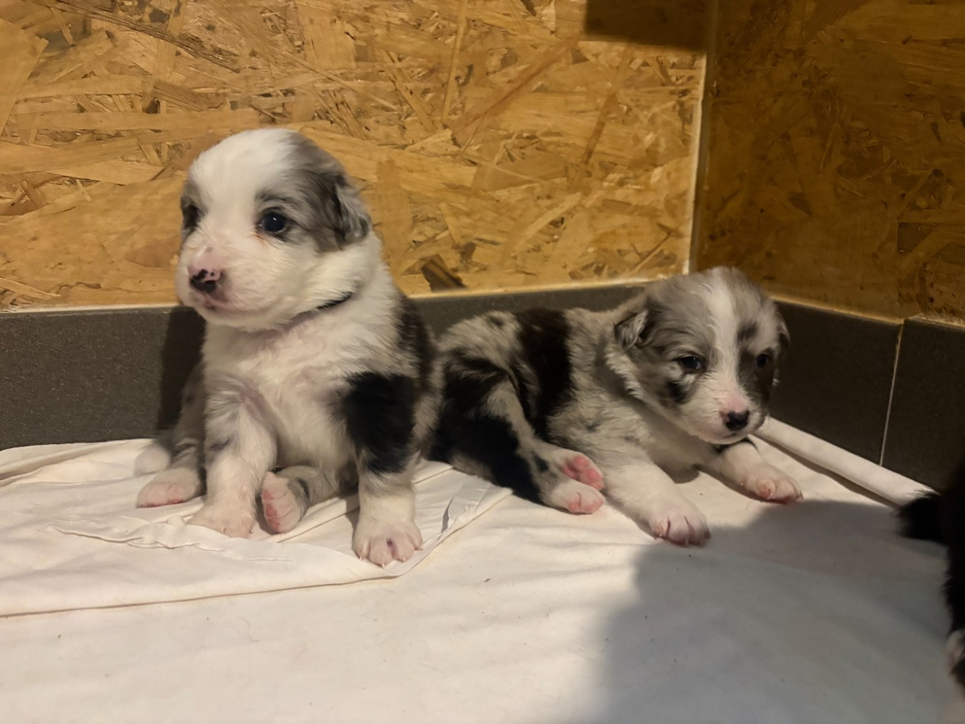 CHIOT