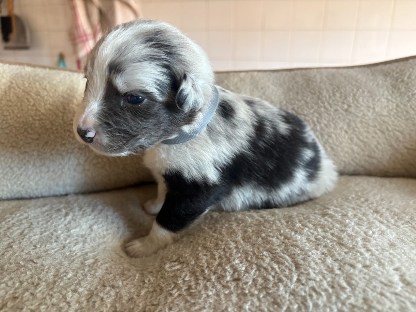Des saphirs roses - Chiots disponibles - Berger Australien