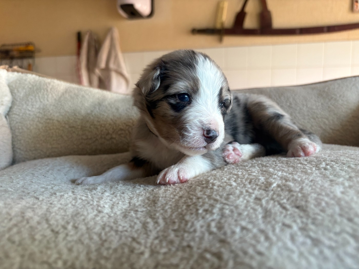 Des saphirs roses - Chiots disponibles - Berger Australien