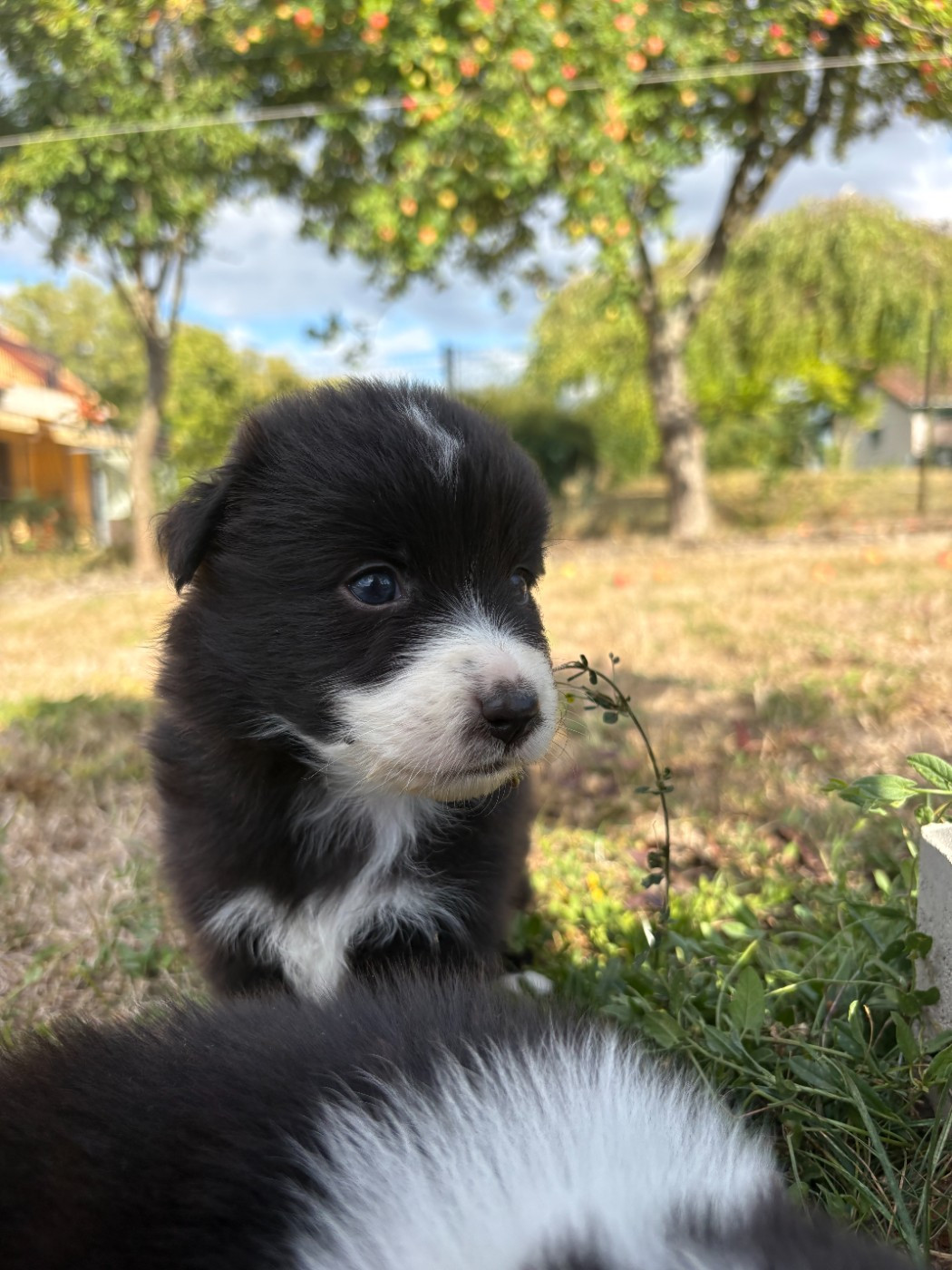 Des saphirs roses - Chiots disponibles - Berger Australien
