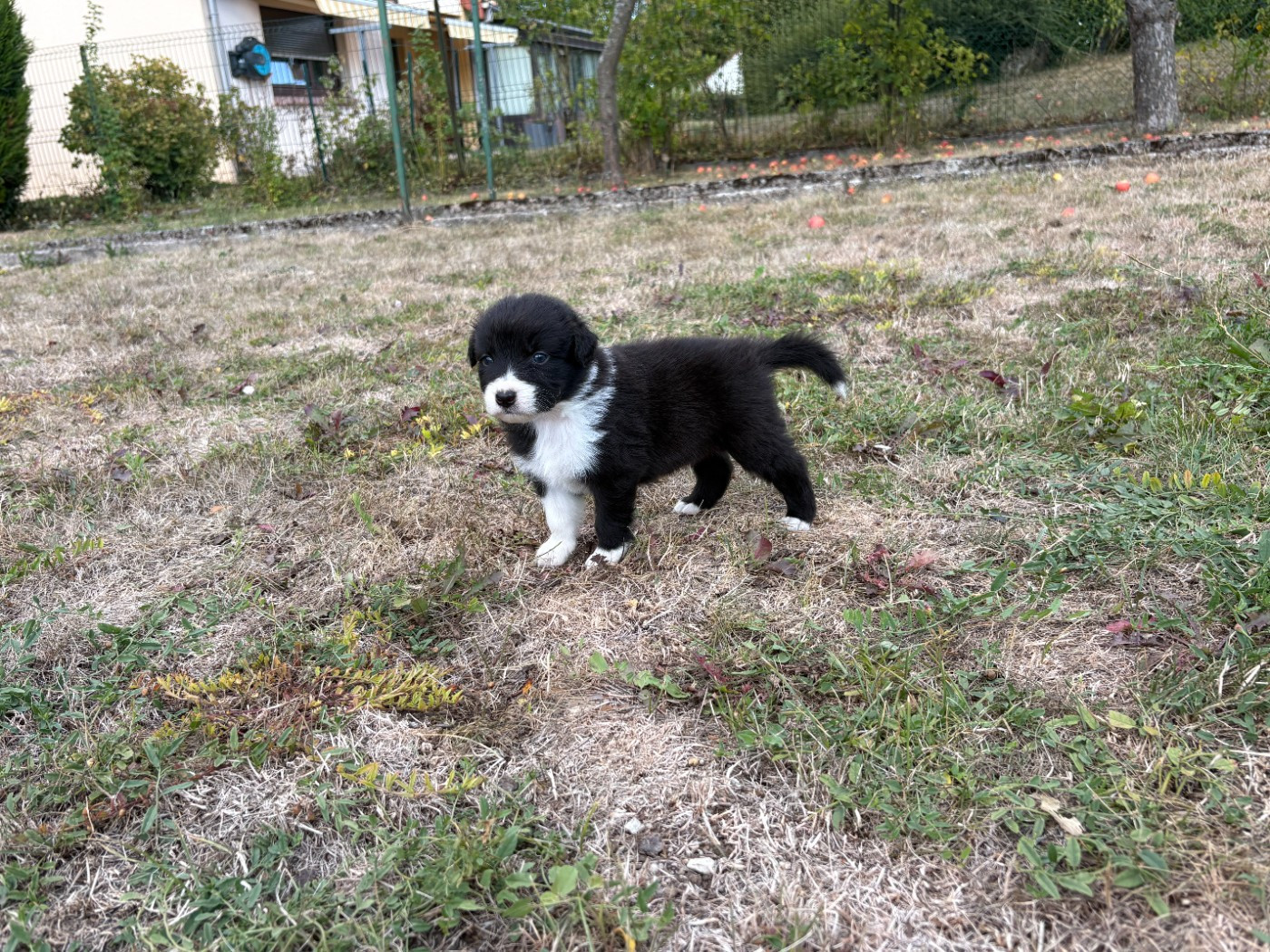 Des saphirs roses - Chiots disponibles - Berger Australien