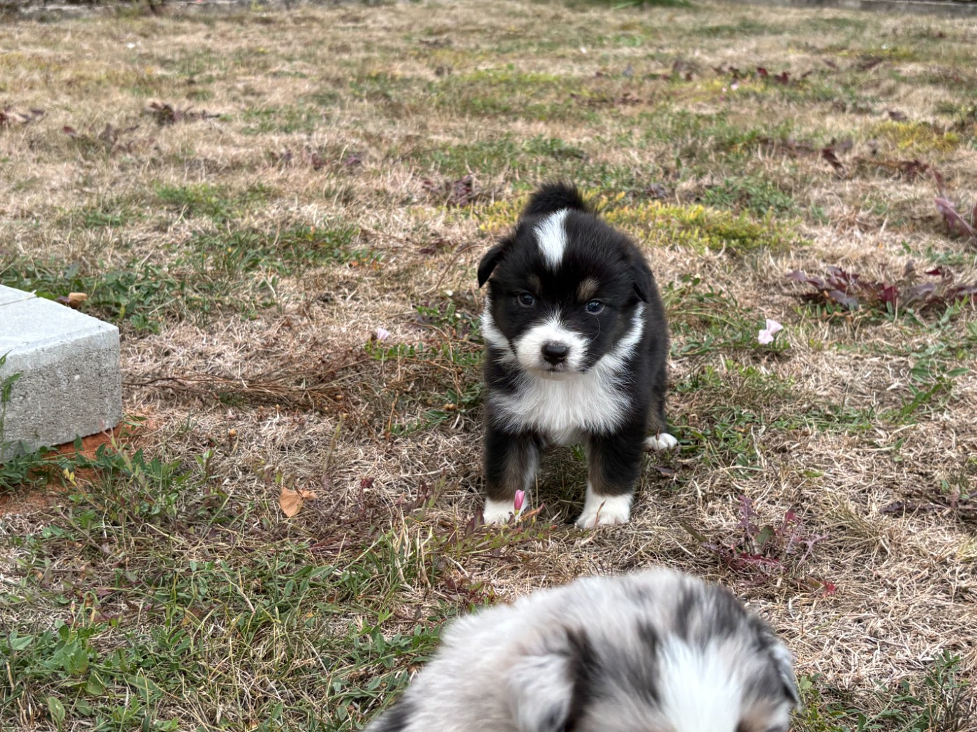 Des saphirs roses - Chiots disponibles - Berger Australien