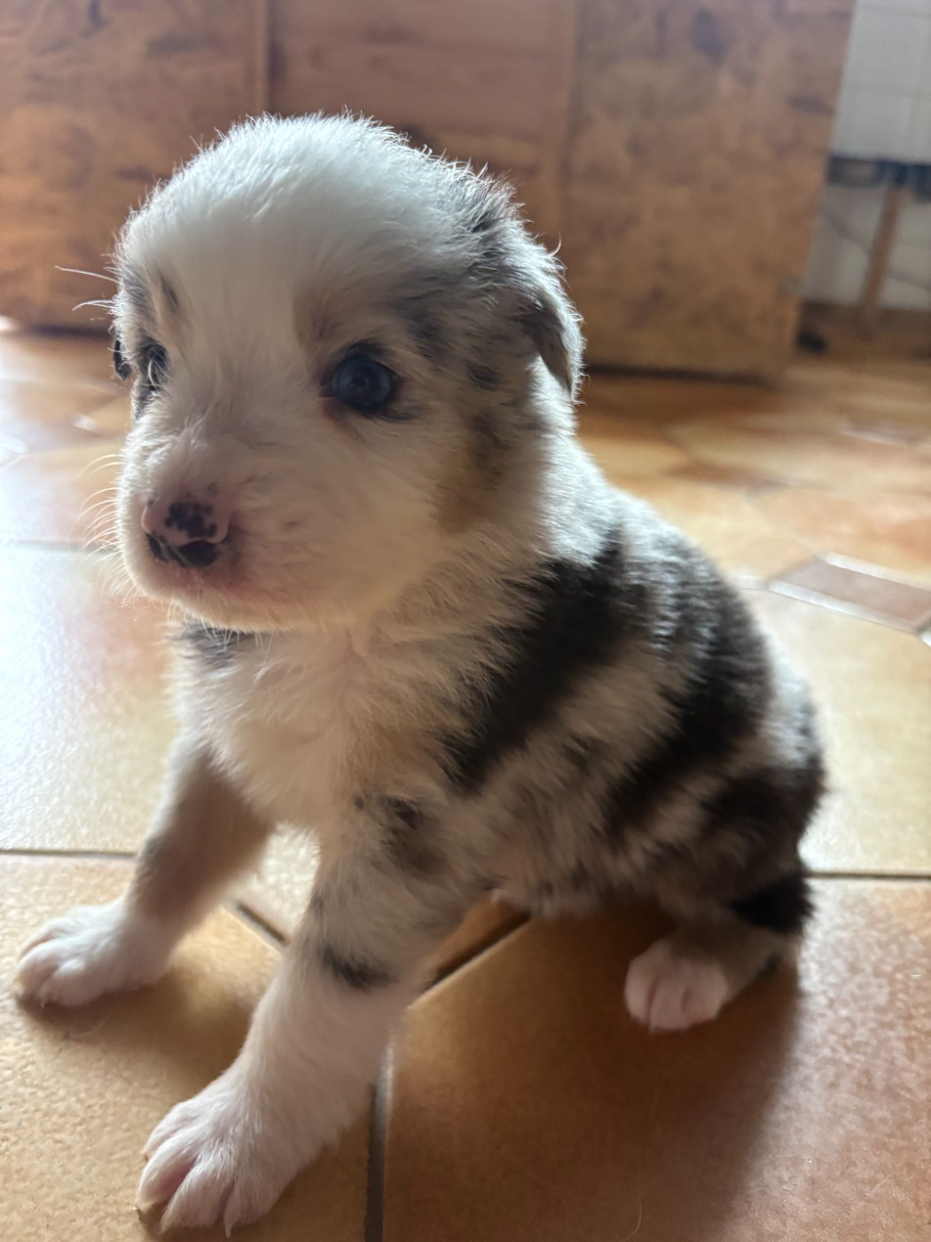 Des saphirs roses - Chiots disponibles - Berger Australien