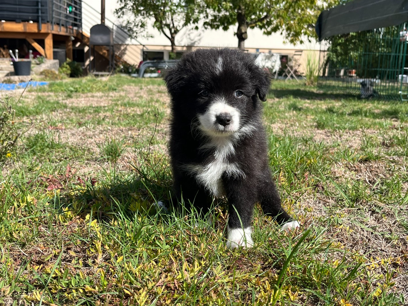 Des saphirs roses - Chiots disponibles - Berger Australien