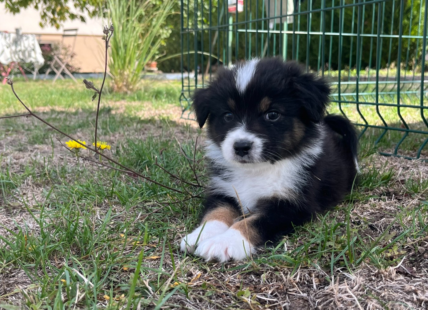 Des saphirs roses - Chiots disponibles - Berger Australien