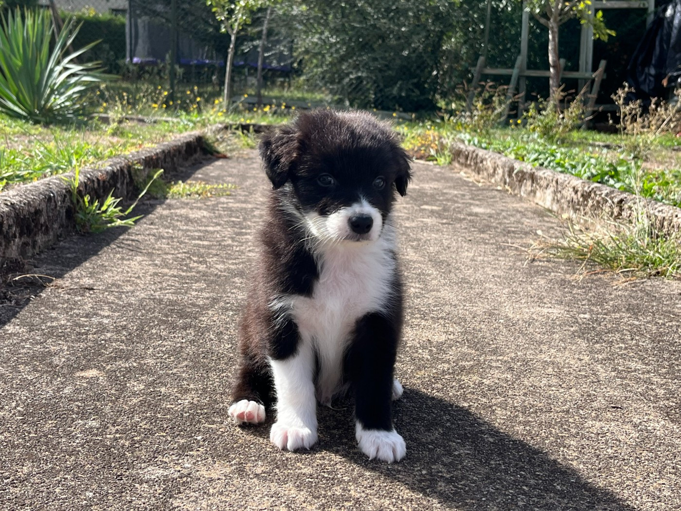 Des saphirs roses - Chiots disponibles - Berger Australien